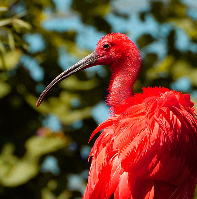 Egyptian Ibis