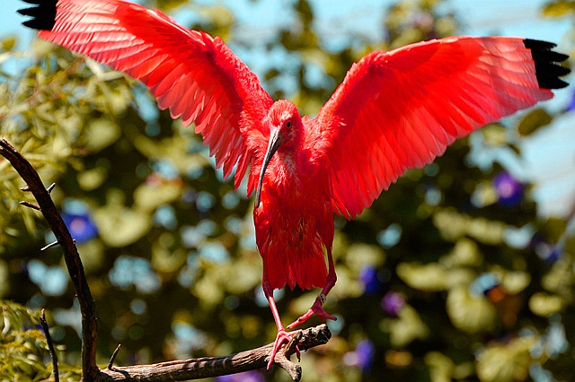 Egyptian Ibis