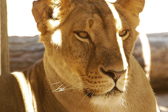 lioness.jpg