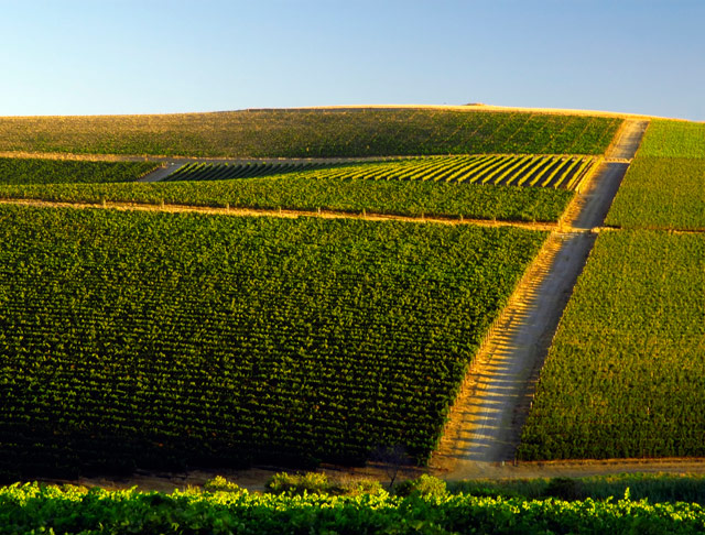 The Vinyards