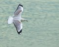 In Flight