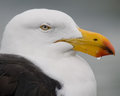 Local Gull