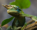 Chameleon