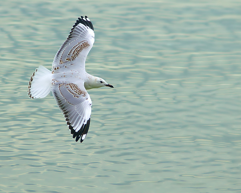 In Flight