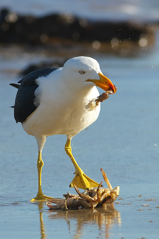 Crabs for Dinner