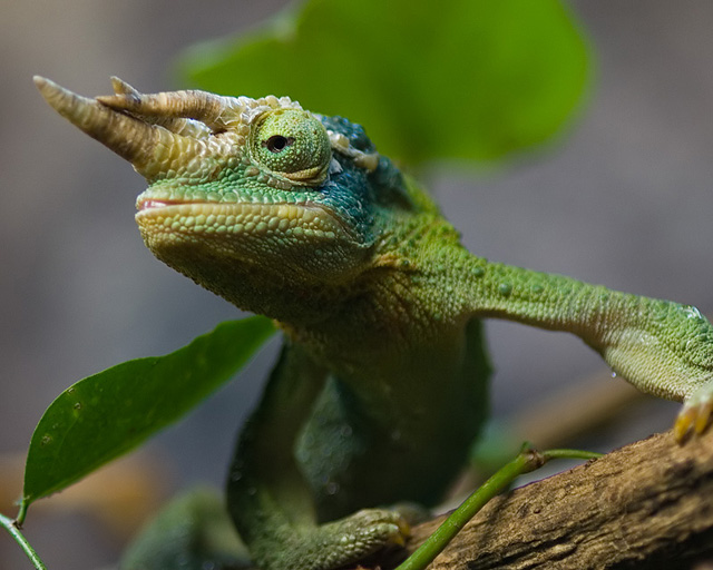 Chameleon