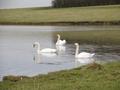 Three Swans