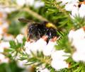 Bumble Bee