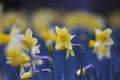 Daffodil Field