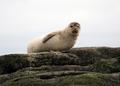 Seal