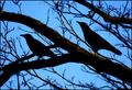 Crows