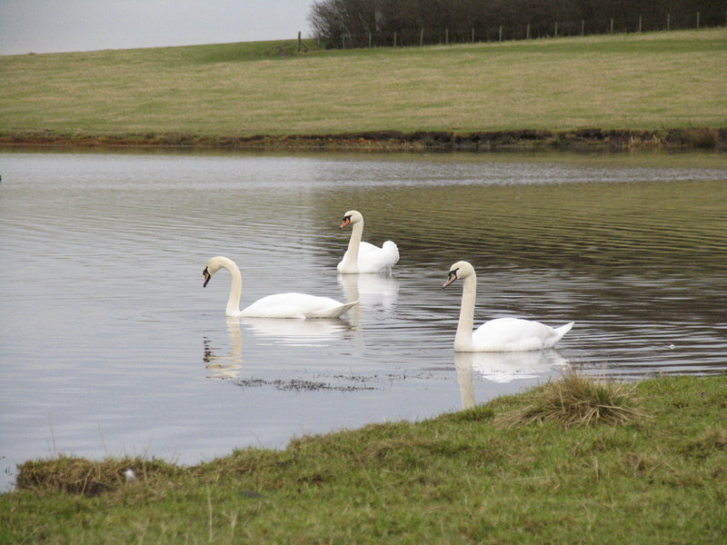 Three Swans