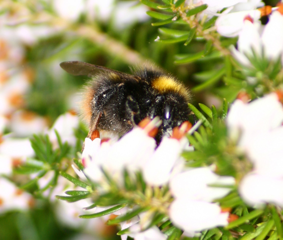 Bumble Bee