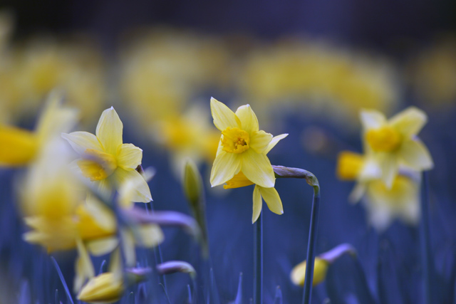Daffodil Field