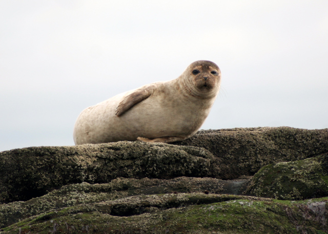 Seal