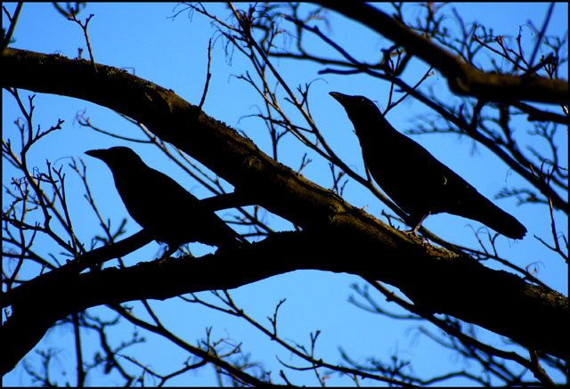 Crows