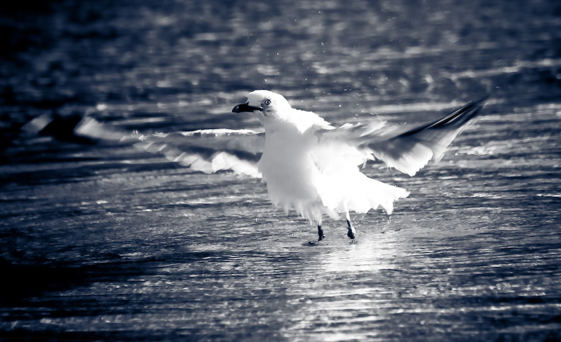 Bird Bath