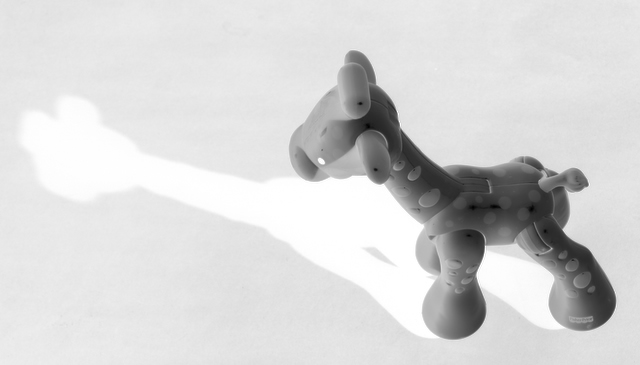 Giraffe Casts Long Shadow