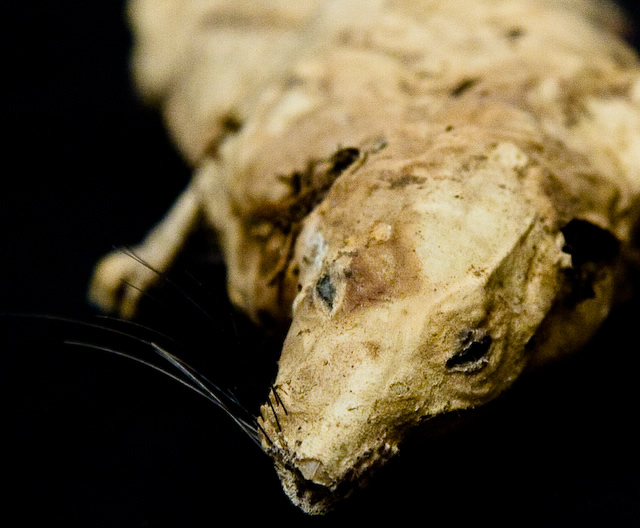 Desiccated Rat