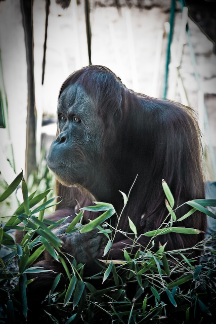 Orangutan