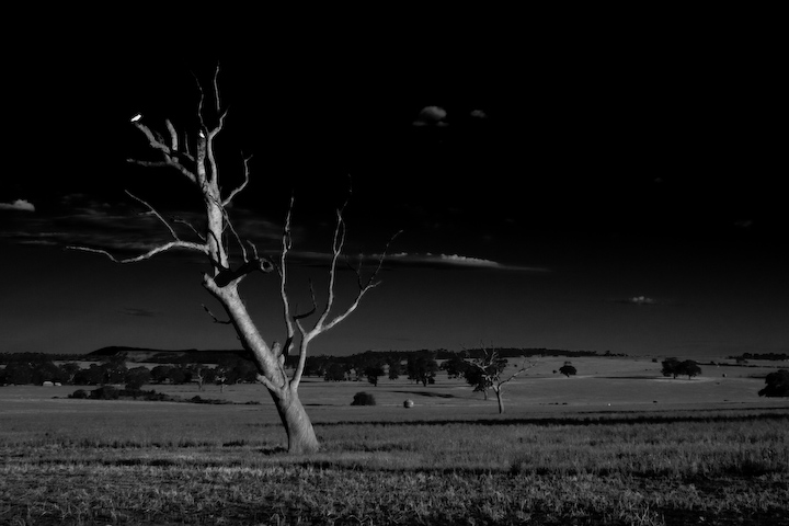 Dead Tree, Greenvale