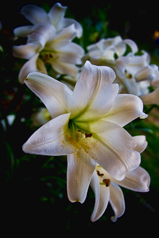 My Grandmother's Flowers