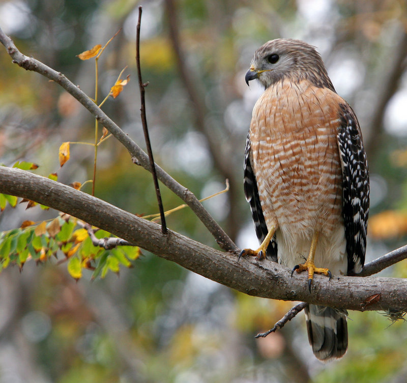 hawk1.jpg