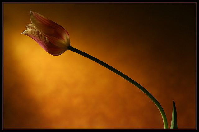 one more tulip.jpg