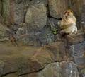 monkey.jpg