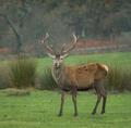 stag.jpg