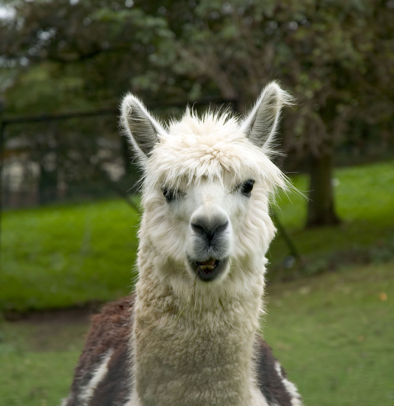 llama.jpg