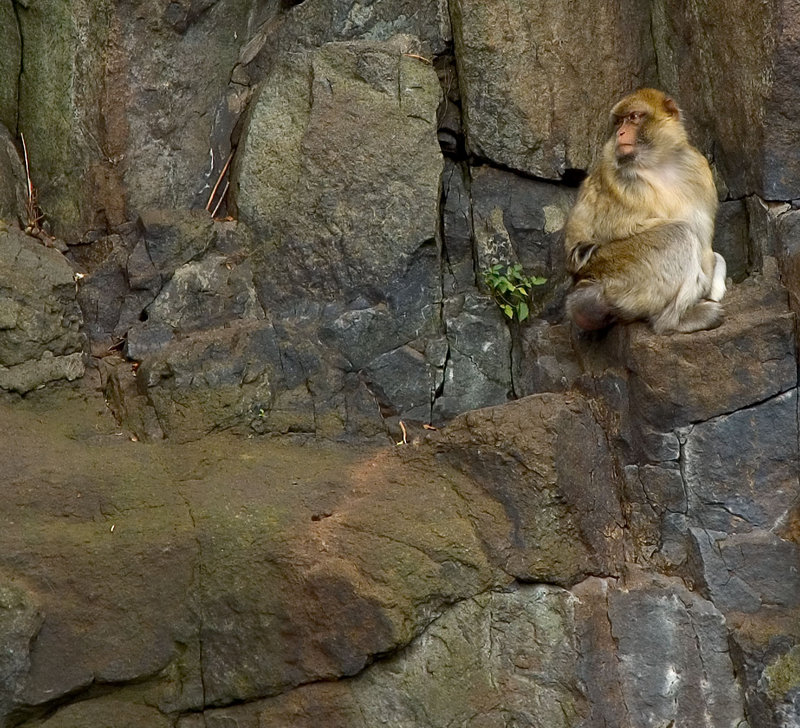 monkey.jpg