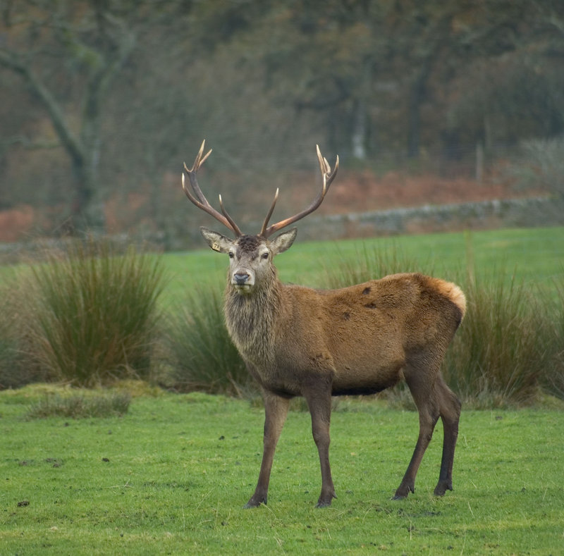 stag.jpg