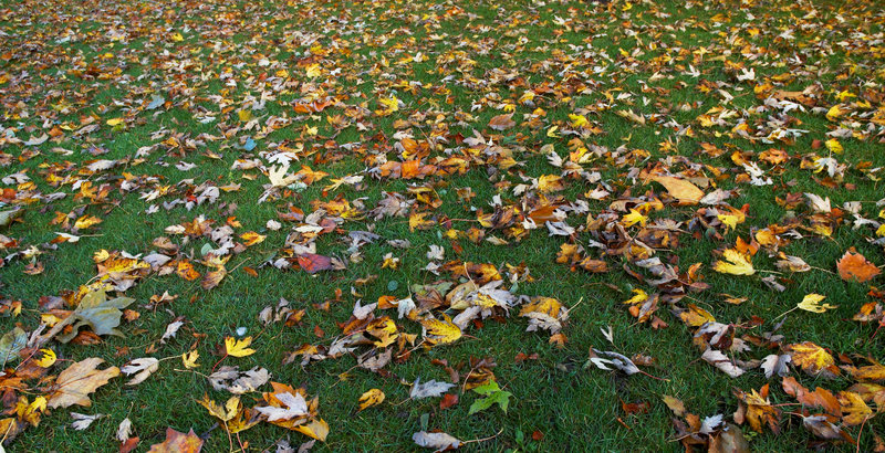 leaves.jpg