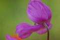 Spring in Texas-2