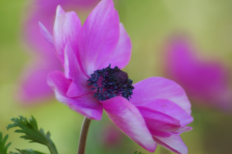 Spring in Texas-1