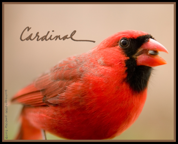Cardinal CRW_2175.jpg