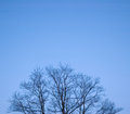 Tree & Sky