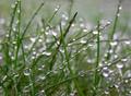 Grass