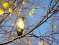 wax-wing.jpg