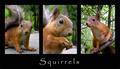 Squirrels