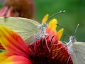 Butterflies