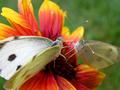 Two butterflies