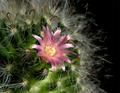 Cactus in bloom