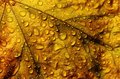 Leaf