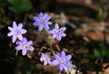 Violets