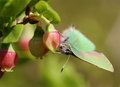 Green hairstreak