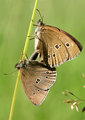 Mating