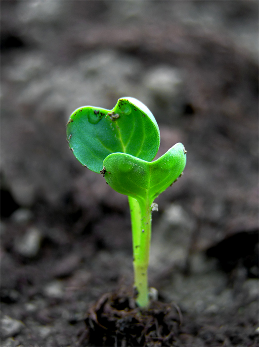 radish.jpg