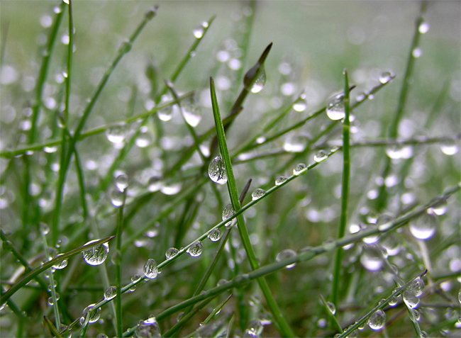 Grass